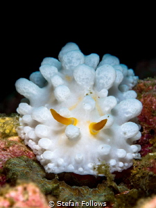 Knobs and Dials 

Nudibranch - Phyllidia ocellata

An... by Stefan Follows 